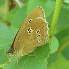 Ringlet butterfly