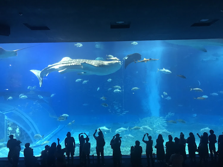 Keiさんが投稿した沖縄旅行に関するカスタム事例の投稿画像4枚目