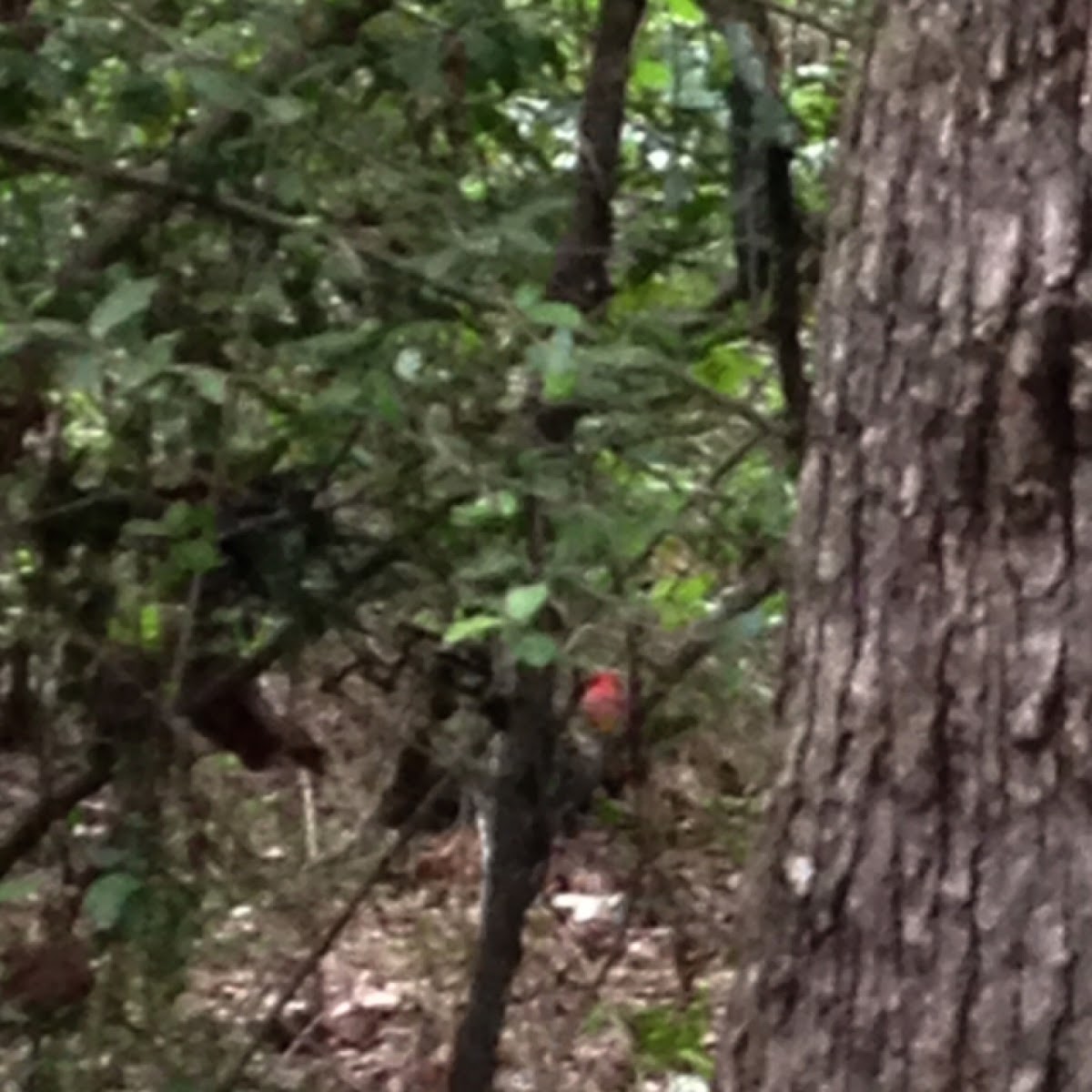 Northern Cardinal