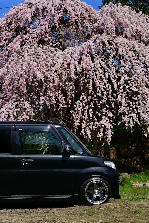 タントカスタムの桜コラボ・満開の桜は綺麗🌸・春を感じて・青空は映える・日本の四季は素晴らしいに関するカスタム事例の投稿画像2枚目