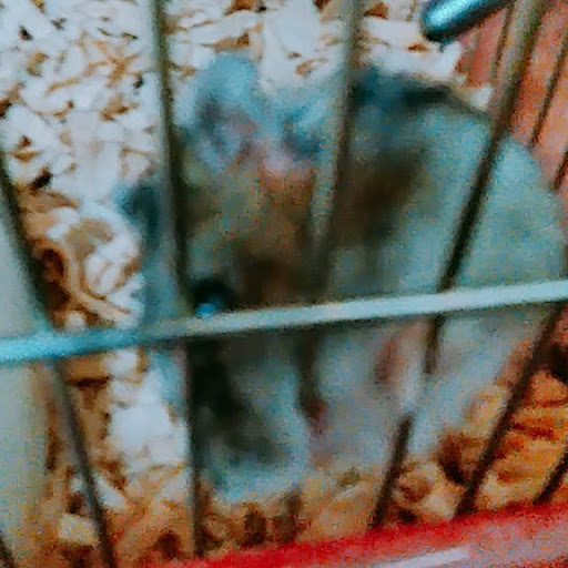 ハップス♡