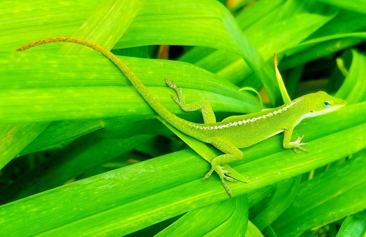 Green anole