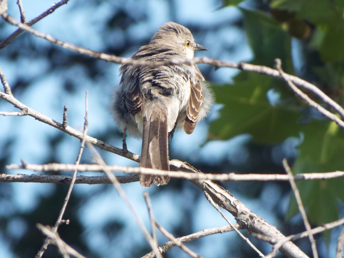 Northern mockingbird