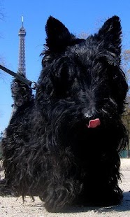 How to mod Scottish Terriers Jigsaw Puzzl 1.0 apk for pc