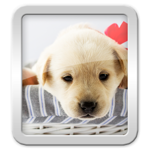 Wallpapers Puppy logo