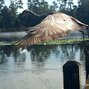 Sandhill Cranes