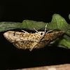 Cotton Leaf Roller Moth