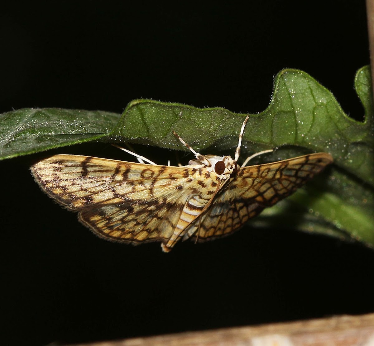 Cotton Leaf Roller Moth