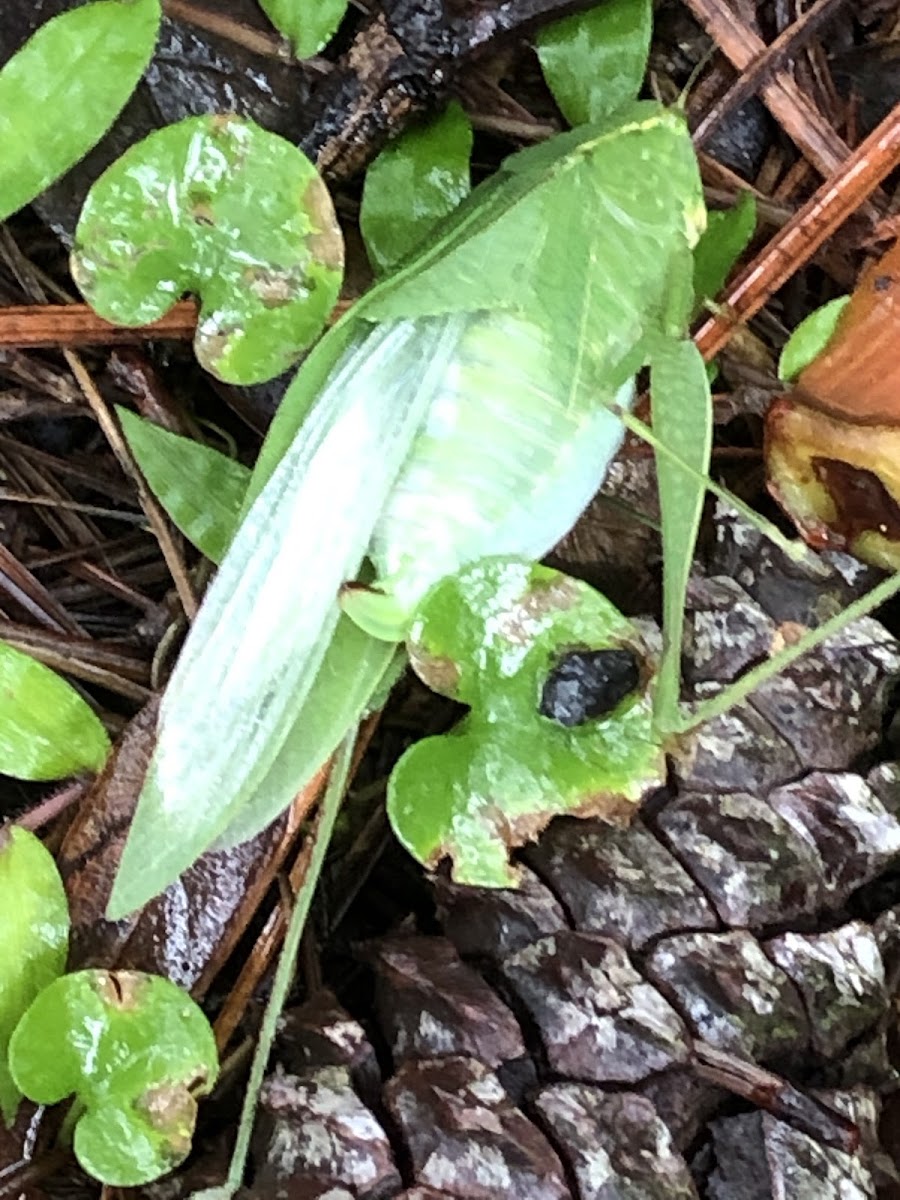 Giant Katydid