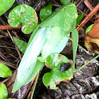 Giant Katydid