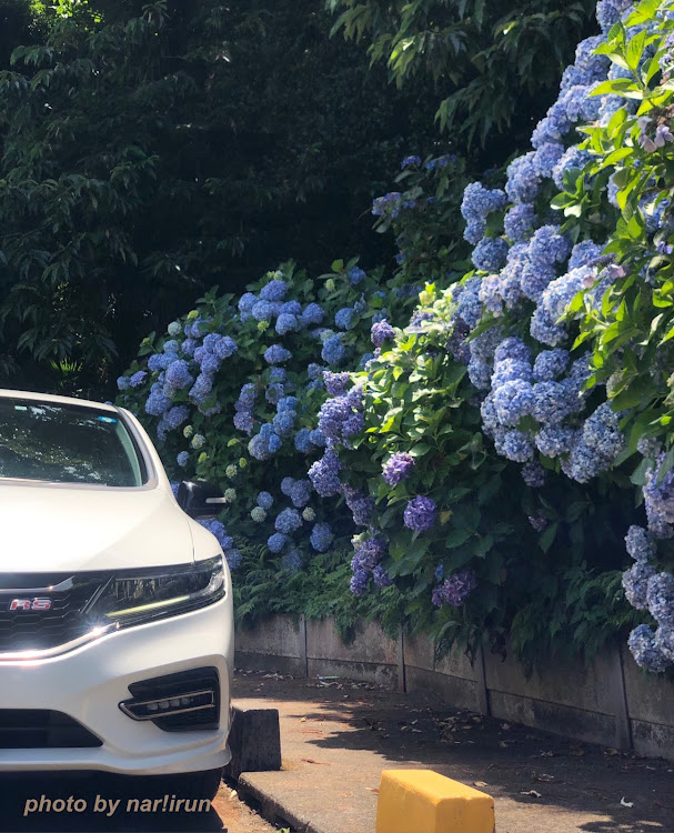 ジェイドの梅雨明け・熱中症に気をつけて!!・紫陽花・洗車に関するカスタム事例の投稿画像4枚目