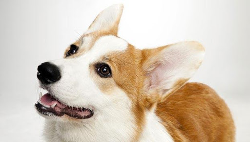 免費下載個人化APP|Pembroke Welsh Corgi Wallpaper app開箱文|APP開箱王