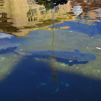 "Nell'acqua della fontana..." di Egon74