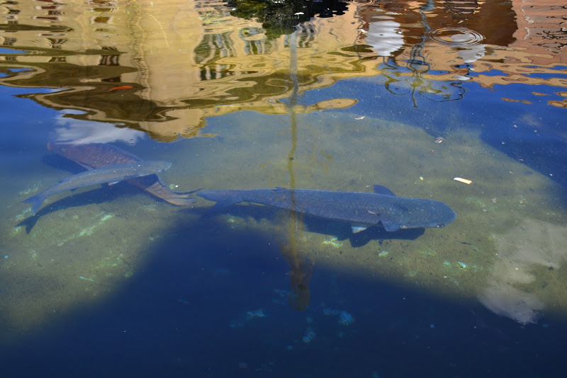 "Nell'acqua della fontana..." di Egon74