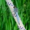 Southern Skimmer