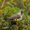 Tufted Titmouse