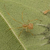 Comb-footed spider