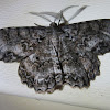 Tulip-tree Beauty Moth