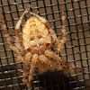 Cross Orbweaver