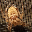 Cross Orbweaver