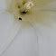 Pollen Beetle