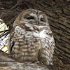 Mexican Spotted Owl