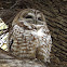 Mexican Spotted Owl