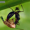 Wasp mimic Mantis