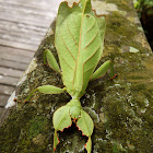 Leaf Insect