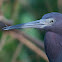 Aigrette bleue