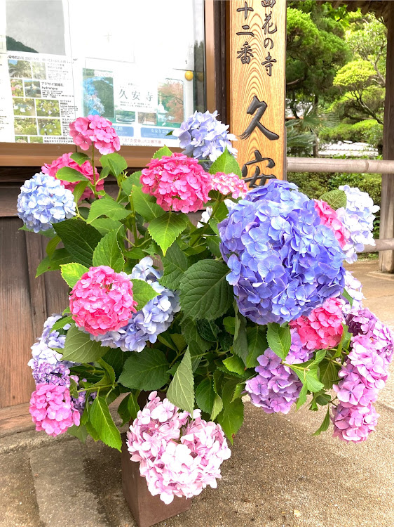 GLCの医療者の方達に感謝・綺麗な紫陽花・能勢・ドライブ・バーガーでランチ🍔に関するカスタム事例の投稿画像4枚目