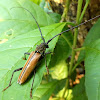 Longhorn Beetle, Long-horned Beetle