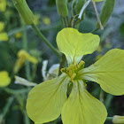 Black Mustard