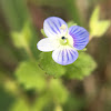 Birdeye speedwell