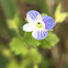 Birdeye speedwell