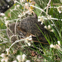 grey squirrel