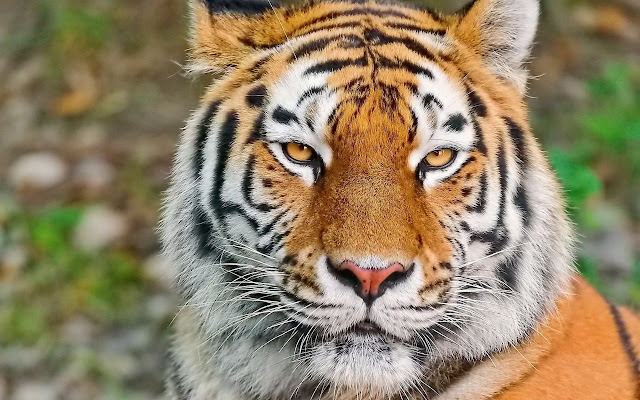 Tiger Wallpaper New Tab