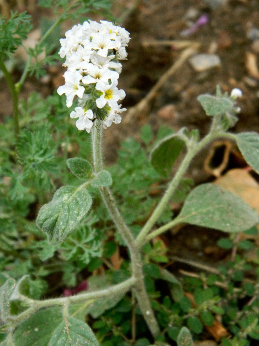 Hairy Heliotrope