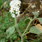 Hairy Heliotrope