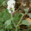 Hairy Heliotrope