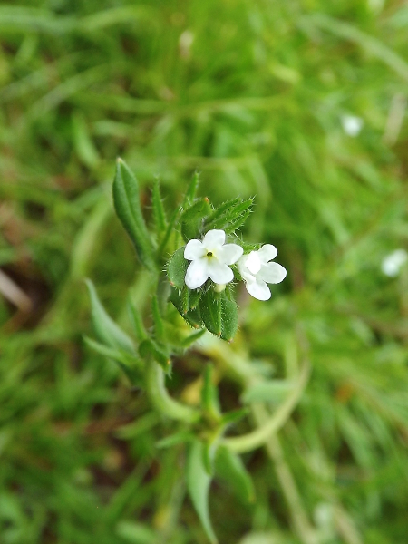 Margined Stickseed