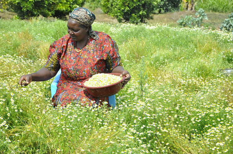 Tabitha Gathecha in her chamomile farm grown using water pans in Nyandarua county.