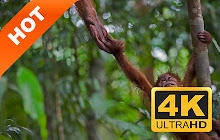 Orangutan Pop HD Animals New Tabs Theme small promo image