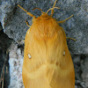 The oak eggar