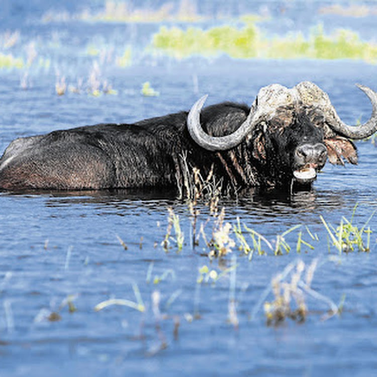 A Cape buffalo