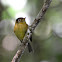 Black-Capped Flycatcher