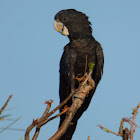 Red-tailed Black Cockatoo (juvenile)