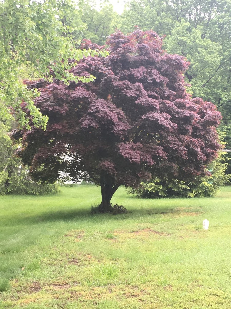 Red Maple Tree