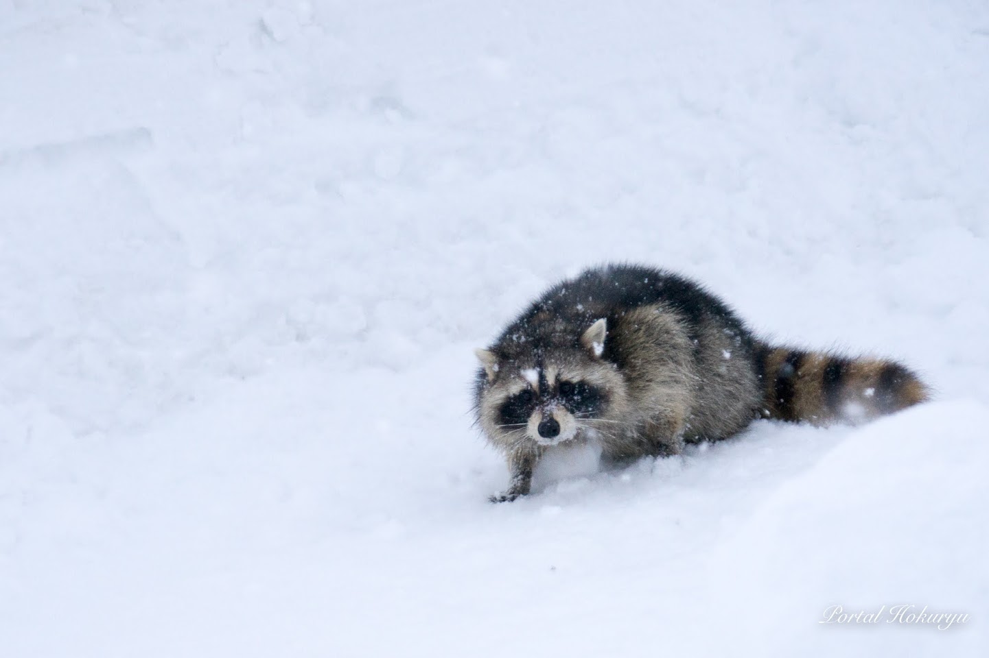 アライグマさんに遭遇！