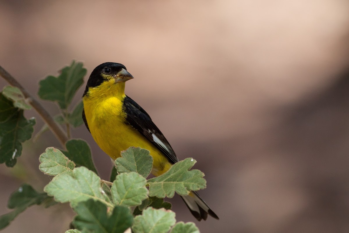 Lesser Goldfinch